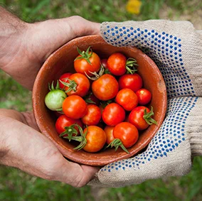 Tomates numa cesta, imagem ilustrativa