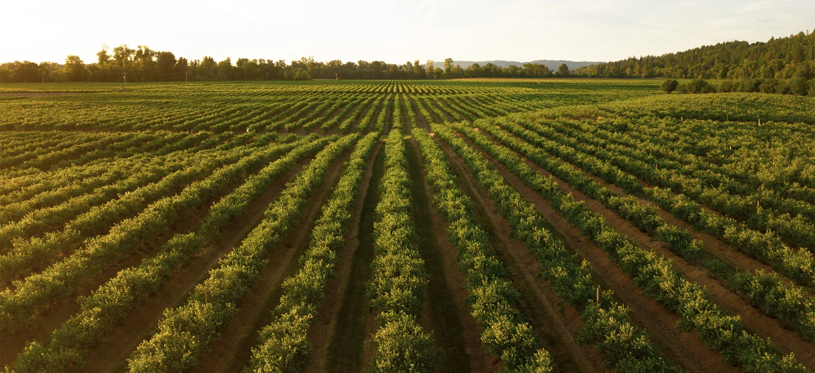 Linhas de cultivo num campo agrícola