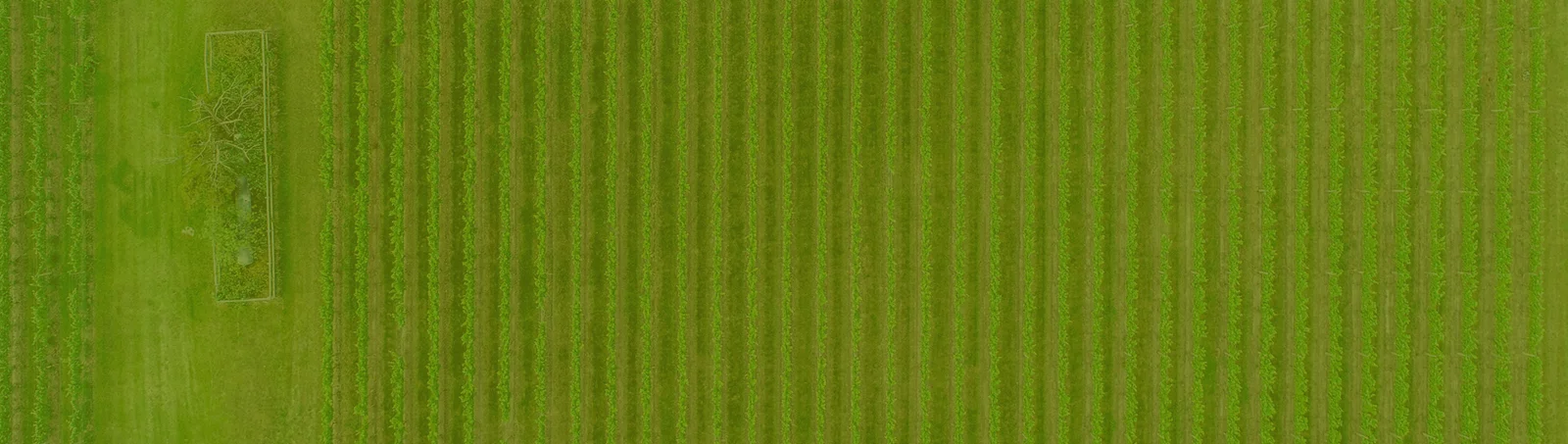 Área agrícola observada de cima