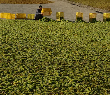 Uma exploração agrícola com produção em linhas