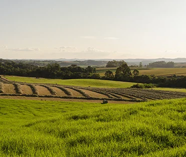 Campos agrícolas vistos à distância