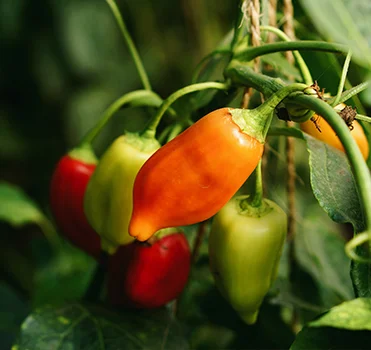 Um pimento numa planta agrícola