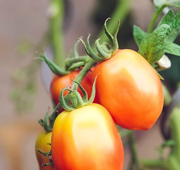 Tomates a desenvolver-se na planta